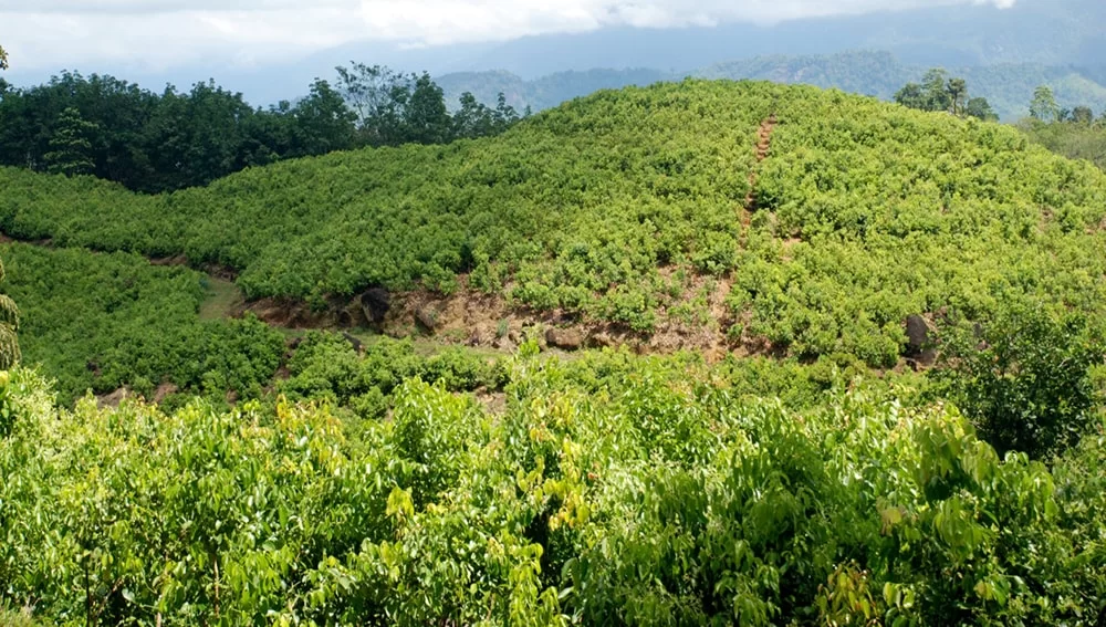 Ceylon-Cinnamon-growing-areas-in-Sri-Lanka-acriltea