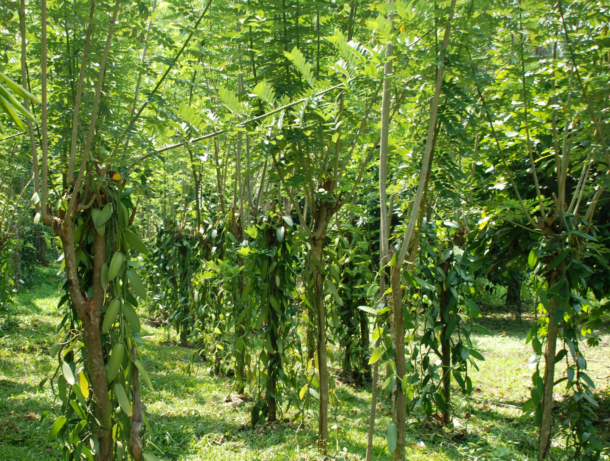 Vanila-Cultivation-Sri-Lanka