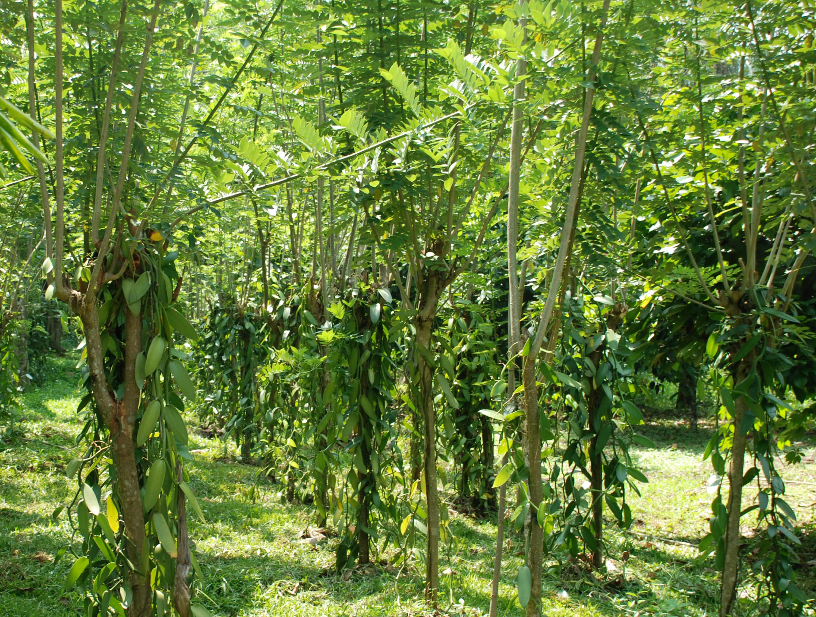 Arbol de vainilla, Cómo cultivar vainilla en el huerto o jardín