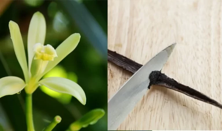 vanilla-flower-and-scrape-out-pod