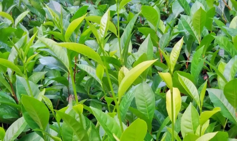 Fresh tea leaves-Tea manufacturing process