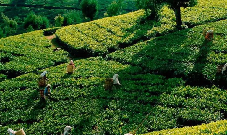 Tea-Plantation