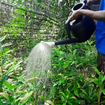 Ceylon Tea Nursery