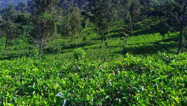 Ceylon Tea Estate